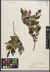 Foto von Salix phylicifolia L.
